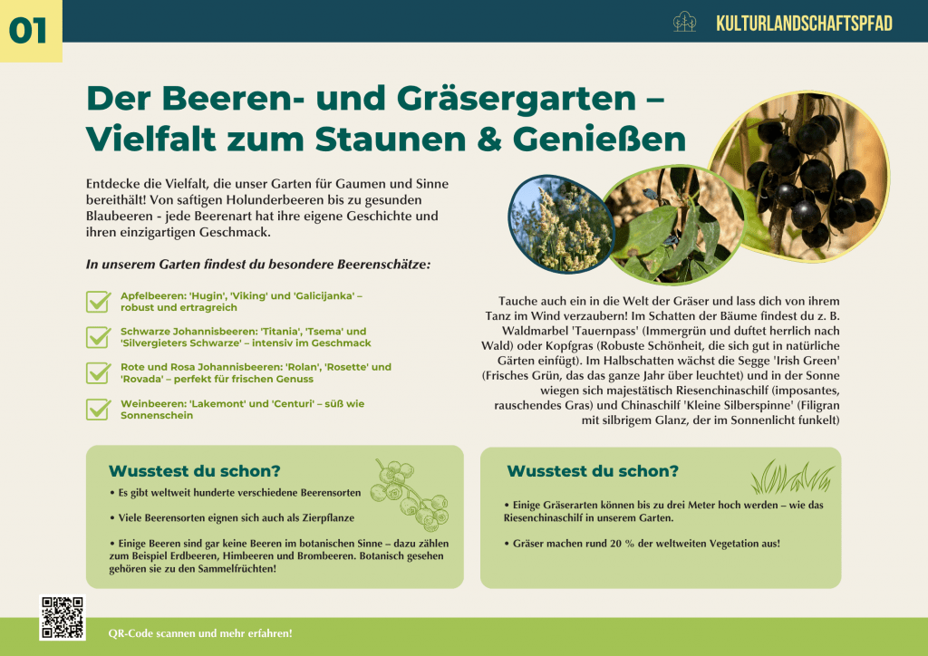 Infotafel zum Beeren- und Gräsergarten mit Abbildungen von Johannisbeeren und Gräsern – Vielfalt an Beerenarten und Ziergräsern für Genuss, Gartenästhetik und Artenvielfalt.
