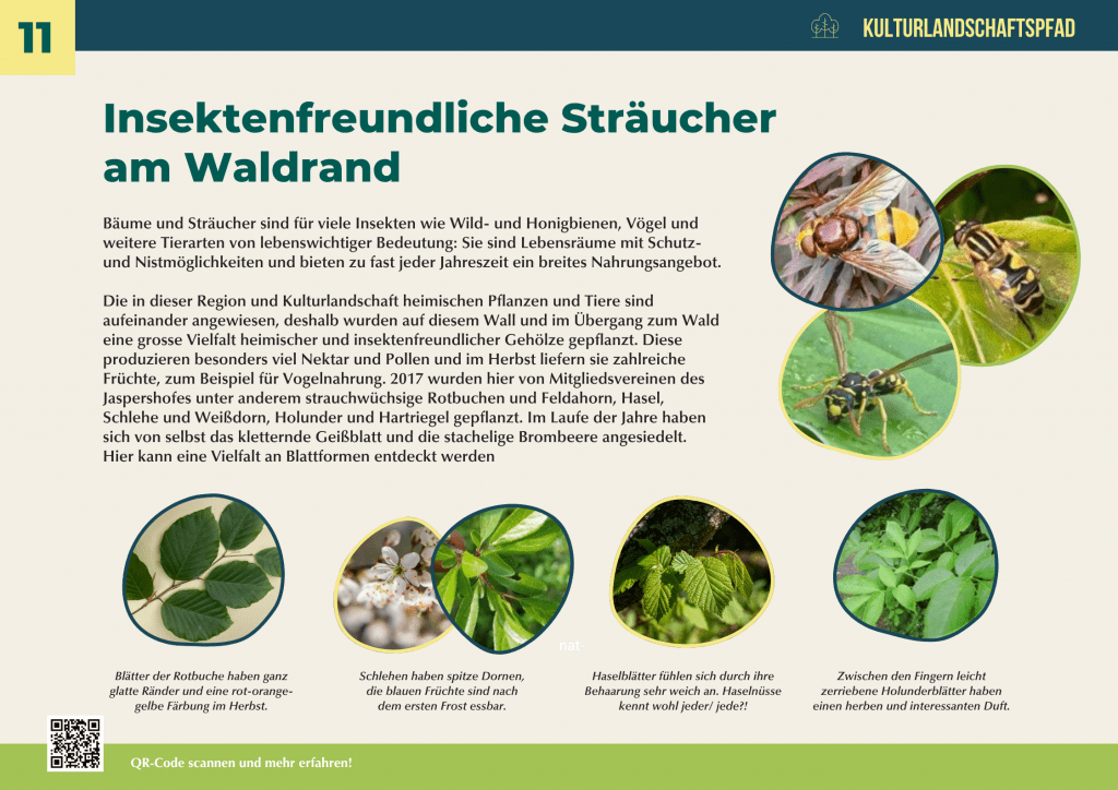 Infotafel über insektenfreundliche Sträucher am Waldrand mit Beispielen wie Hasel, Holunder, Schlehe und Rotbuche – wichtiger Lebensraum für Insekten und Vögel.