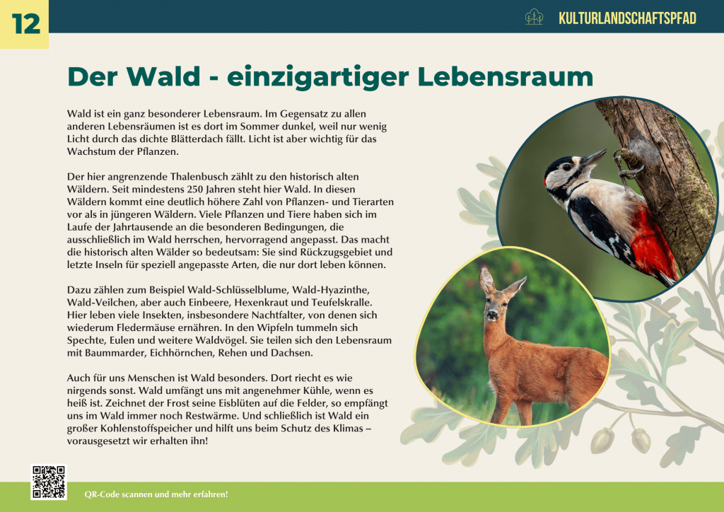 Infotafel über den Wald als einzigartigen Lebensraum mit Bildern von Specht und Reh – alter Wald als Rückzugsort für Tiere, Pflanzen und wichtiger Kohlenstoffspeicher für den Klimaschutz.