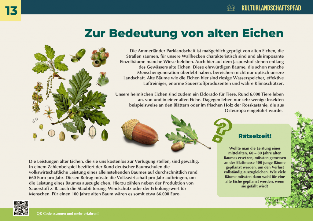 Infotafel über die Bedeutung alter Eichen mit Illustrationen von Eichenblättern, Eicheln und Zweigen – alte Eiche als Lebensraum, Sauerstoffproduzent und wichtiger Klimaschützer.