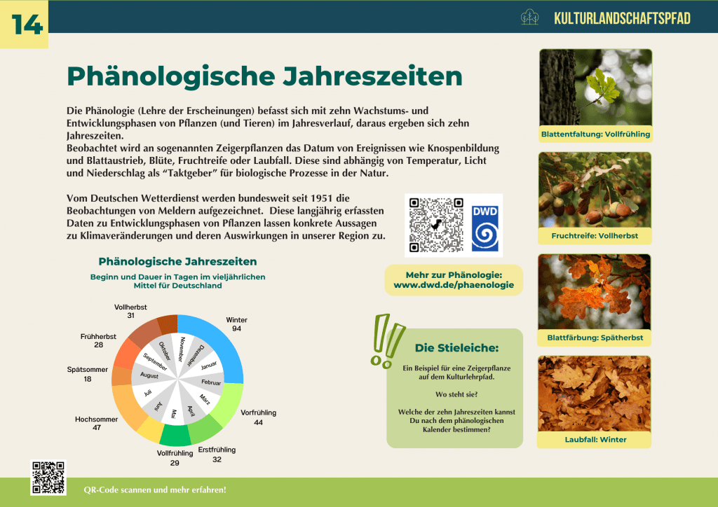 Infotafel zu den phänologischen Jahreszeiten mit Jahreskreis-Diagramm und Beispielen der Stieleiche – Blattaustrieb, Fruchtreife, Blattfärbung und Laubfall als Indikatoren für den Rhythmus der Natur.