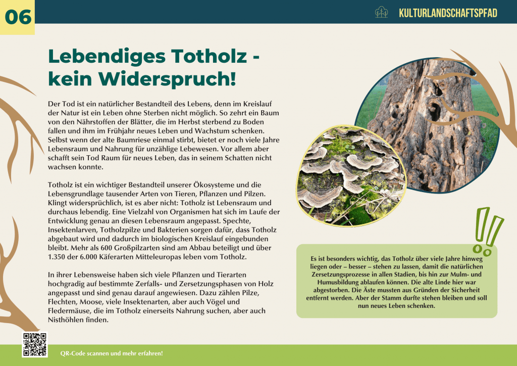 Abgestorbener Baumstamm mit Pilzen und Strukturen von Totholz – natürlicher Lebensraum für Insekten, Vögel, Pilze und Fledermäuse, wichtig für Biodiversität und Humusbildung.